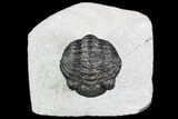 Bargain, Pedinopariops Trilobite - Mrakib, Morocco #110669-1